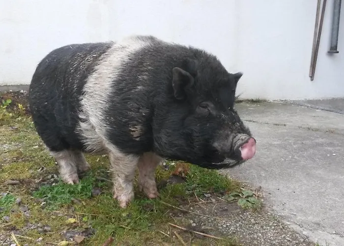 Haus Kammerland Apartamento Zell am Ziller