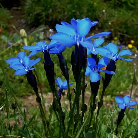 卡姆兰德公寓 *