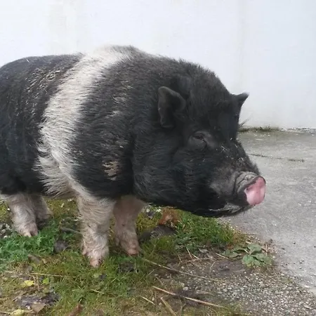 Haus Kammerland Apartmán Zell am Ziller